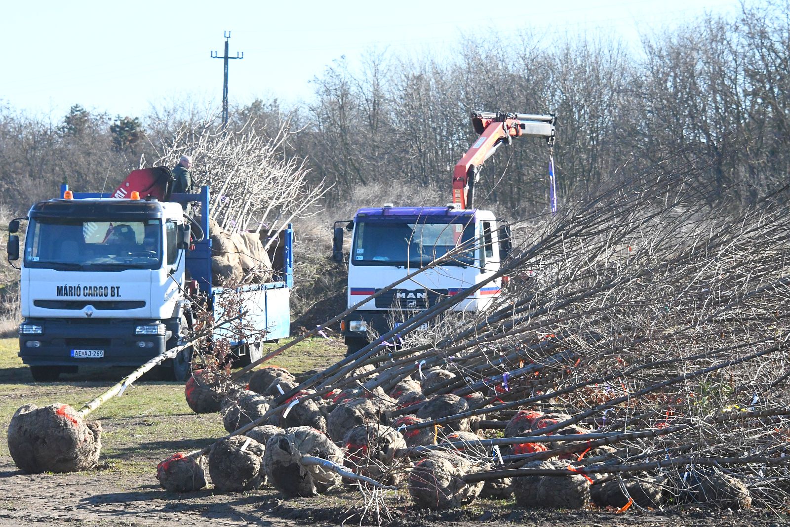 Megérkeztek a fák és a cserjék - kezdődnek a tavaszi faültetések Fehérváron
